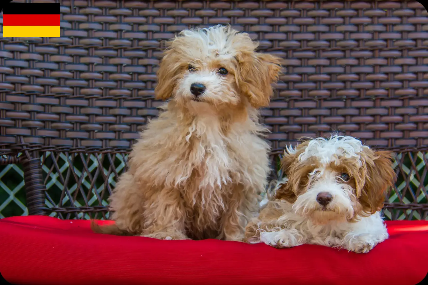 Read more about the article Almanya’da Havapoo yetiştiricileri ve yavru köpekler