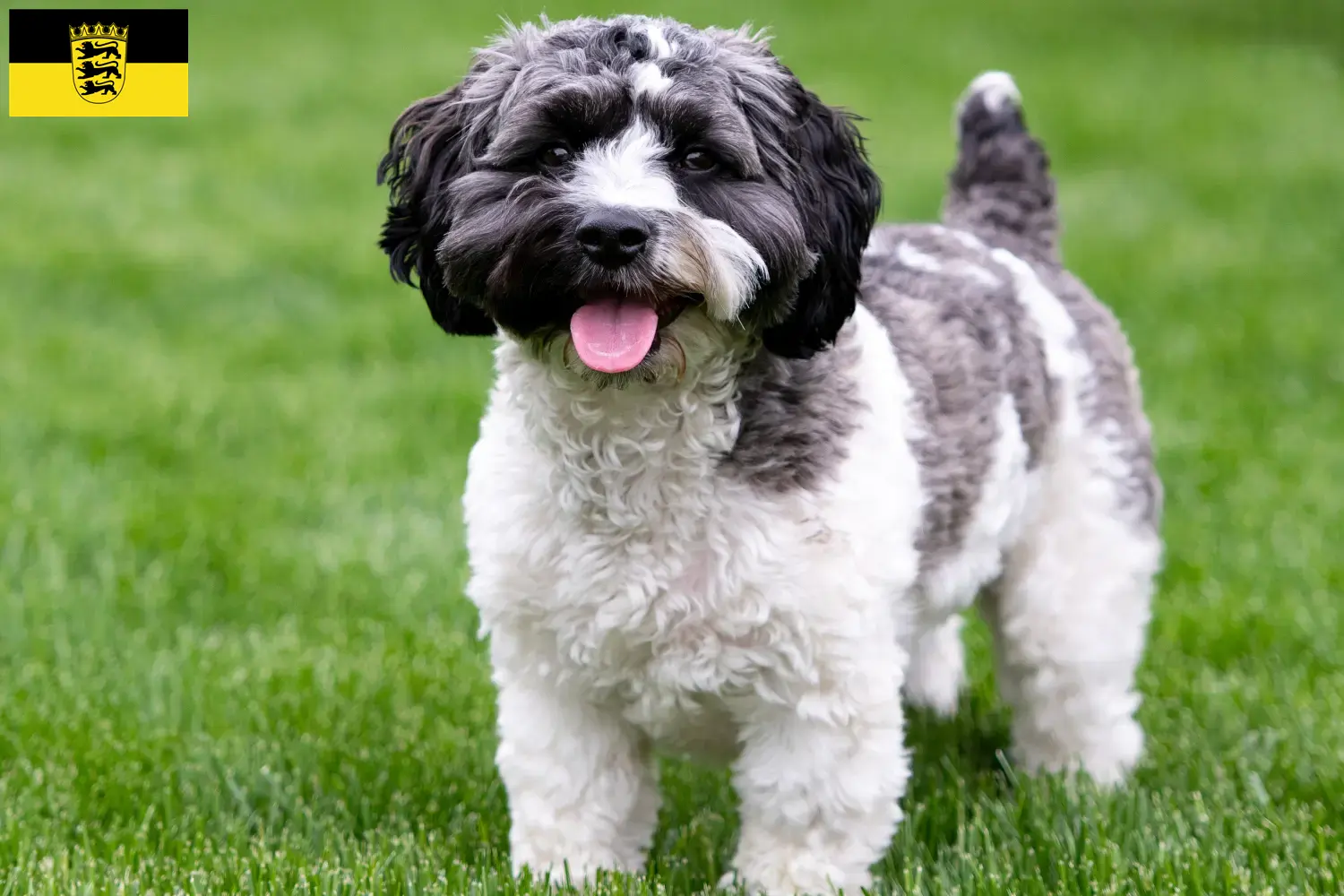 Read more about the article Baden-Württemberg’de Havapoo yetiştiricileri ve köpek yavruları
