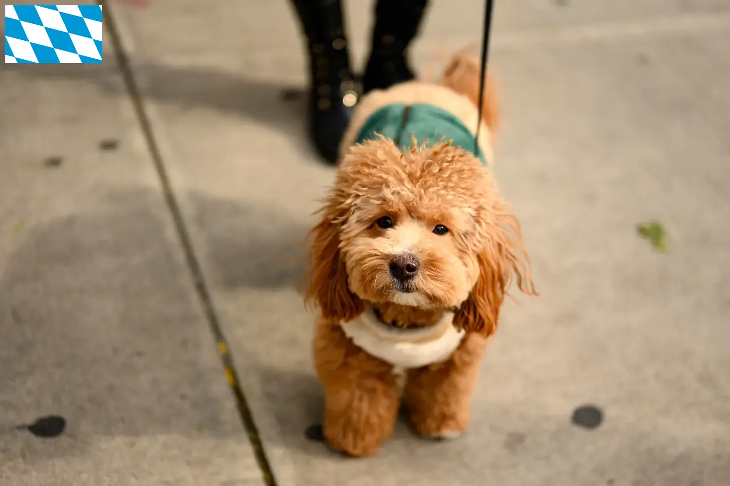 Read more about the article Bavyera’da Havapoo yetiştiricileri ve köpek yavruları