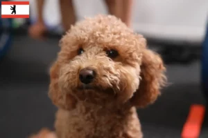 Read more about the article Berlin’de Havapoo yetiştiricileri ve köpek yavruları