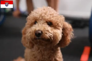 Read more about the article Hessen’de Havapoo yetiştiricileri ve köpek yavruları