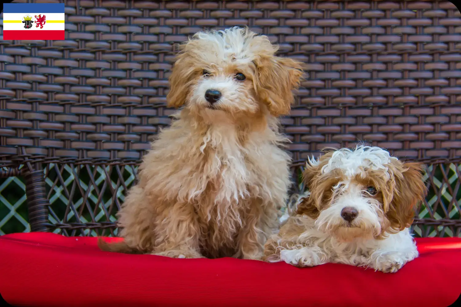 Read more about the article Mecklenburg-Vorpommern’de Havapoo yetiştiricileri ve köpek yavruları