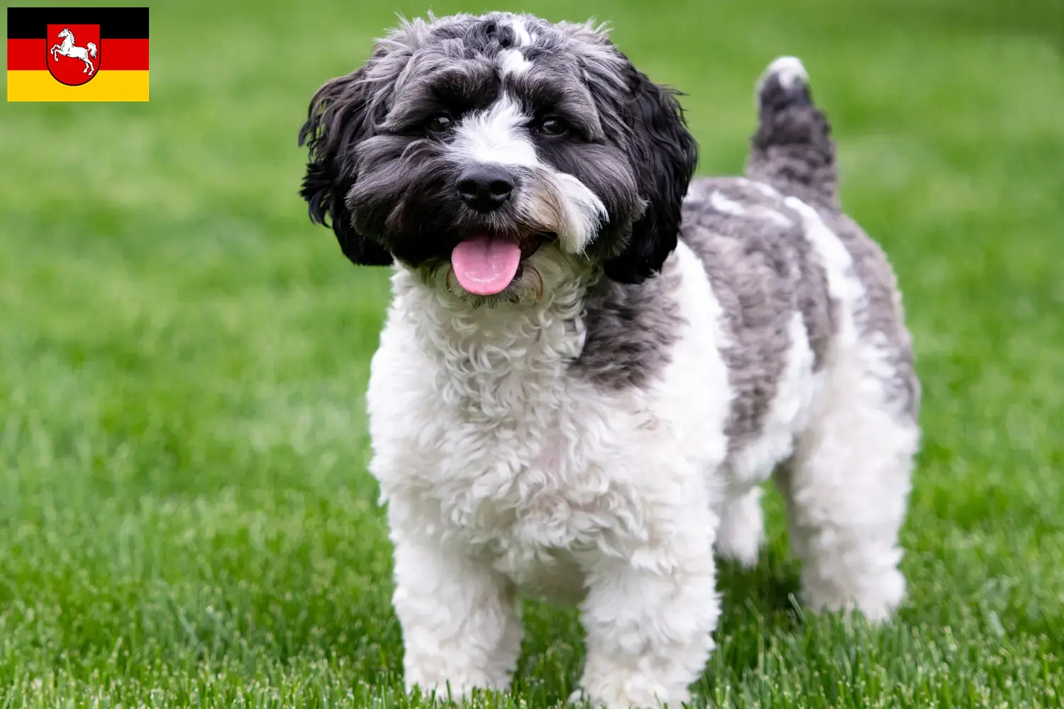 Read more about the article Aşağı Saksonya’da Havapoo yetiştiricileri ve köpek yavruları