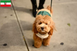 Read more about the article Kuzey Ren-Vestfalya’da Havapoo yetiştiricileri ve köpek yavruları
