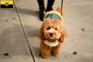 Read more about the article Saxony-Anhalt’da Havapoo yetiştiricileri ve köpek yavruları