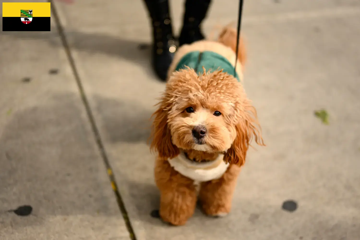 Read more about the article Saxony-Anhalt’da Havapoo yetiştiricileri ve köpek yavruları