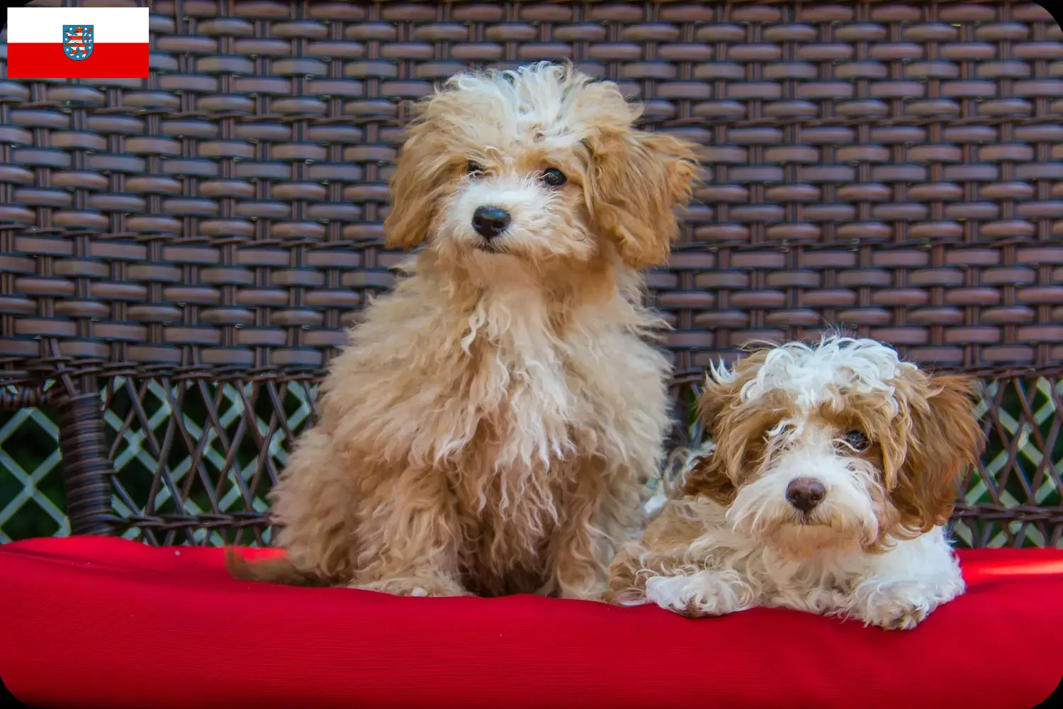 Read more about the article Thüringen’de Havapoo yetiştiricileri ve köpek yavruları