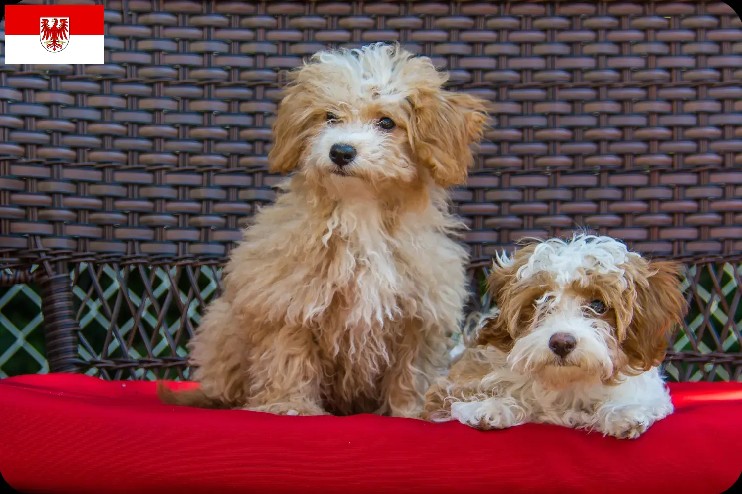 Read more about the article Brandenburg’da Havapoo yetiştiricileri ve köpek yavruları