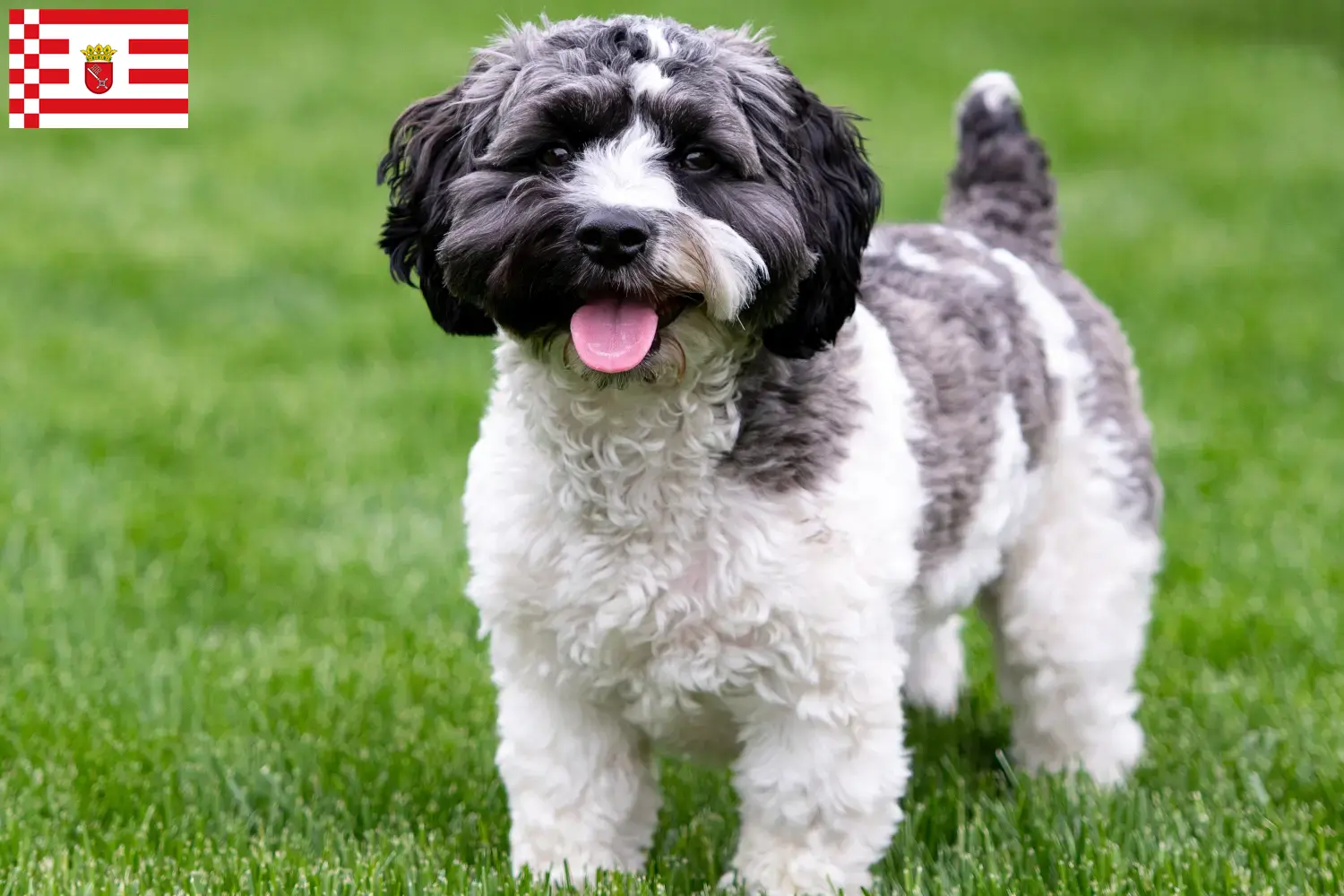 Read more about the article Bremen’de Havapoo yetiştiricileri ve köpek yavruları