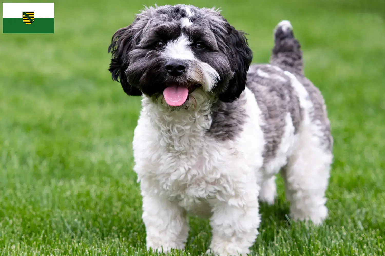 Read more about the article Saksonya’da Havapoo yetiştiricileri ve köpek yavruları