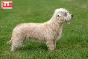 Read more about the article Bremen’de Irish Glen of Imaal Terrier yetiştiricileri ve köpek yavruları