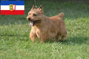 Read more about the article Schleswig-Holstein’da Irish Glen of Imaal Terrier yetiştiricileri ve köpek yavruları