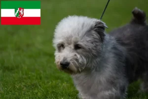 Read more about the article Kuzey Ren-Vestfalya’da Irish Glen of Imaal Terrier yetiştiricileri ve köpek yavruları