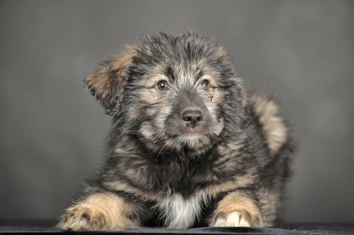 Yavru bir Kafkas Çoban Köpeği satın almak sorumluluk almak demektir! Kafkas Çoban köpeği yavruları satın alın.