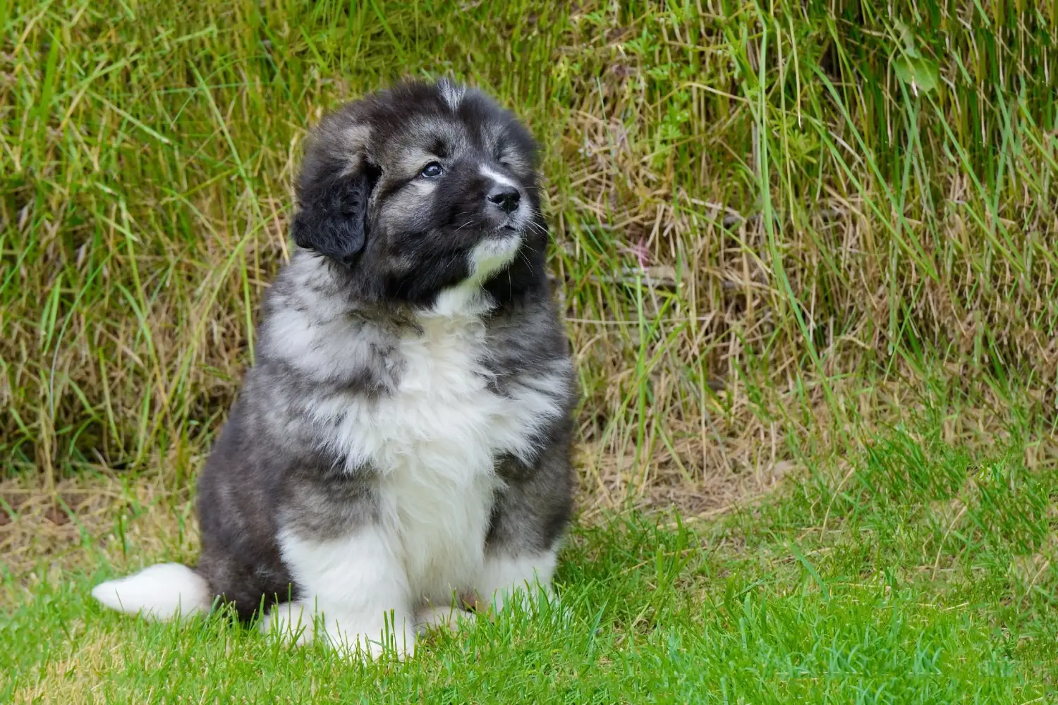 Yavru bir Kafkas Çoban Köpeği satın almak sorumluluk almak demektir! Kafkas Çoban köpeği yavruları satın alın.