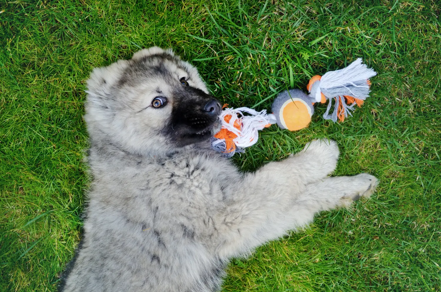 Yavru bir Kafkas Çoban Köpeği satın almak sorumluluk almak demektir! Kafkas Çoban köpeği yavruları satın alın.