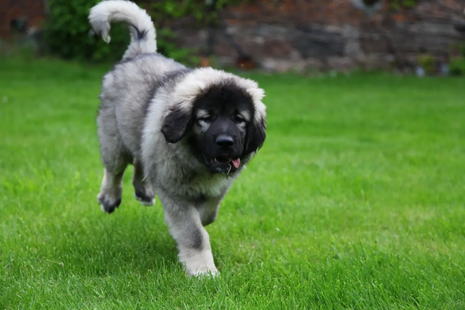 Yavru bir Kafkas Çoban Köpeği satın almak sorumluluk almak demektir! Kafkas Çoban köpeği yavruları satın alın.