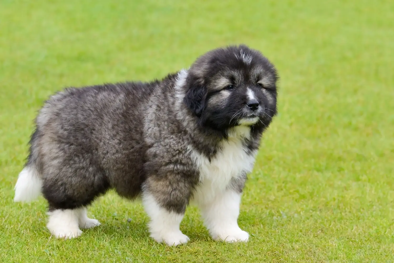 Yavru bir Kafkas Çoban Köpeği satın almak sorumluluk almak demektir! Kafkas Çoban köpeği yavruları satın alın.