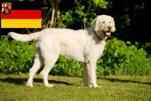 Read more about the article Rhineland-Palatinate’de Labradoodle yetiştiricileri ve köpek yavruları