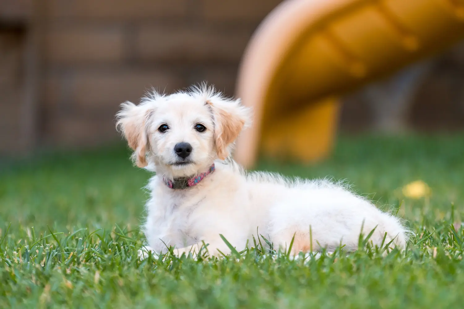 Labradoodle yavrusu satın almak sorumluluk almak demektir! Labradoodle yavruları satın alın.