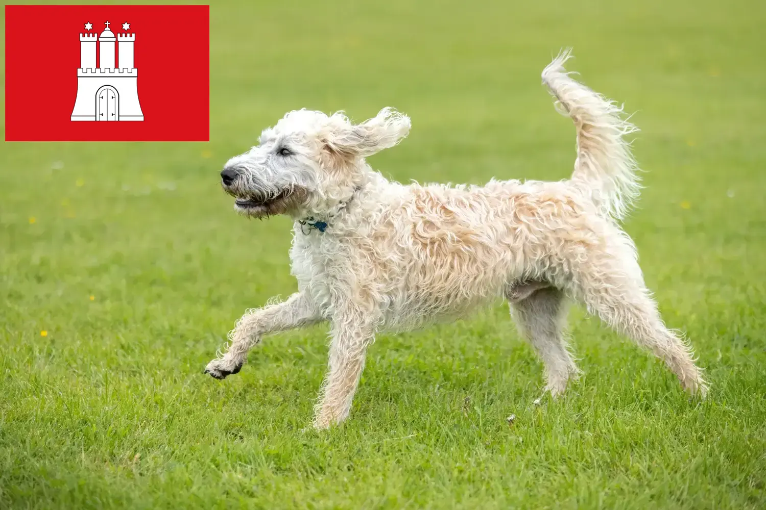 Labradoodle yavruları ve yetiştiricileri Hamburg Burada Hamburg'daki Labradoodles yetiştiricilerini bulabilirsiniz.