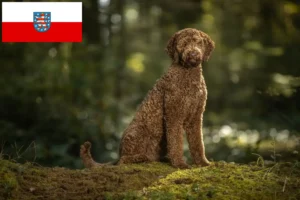 Read more about the article Thüringen’de Labradoodle yetiştiricileri ve köpek yavruları