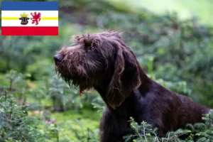 Read more about the article Mecklenburg-Vorpommern’de Pudelpointer yetiştiricileri ve köpek yavruları
