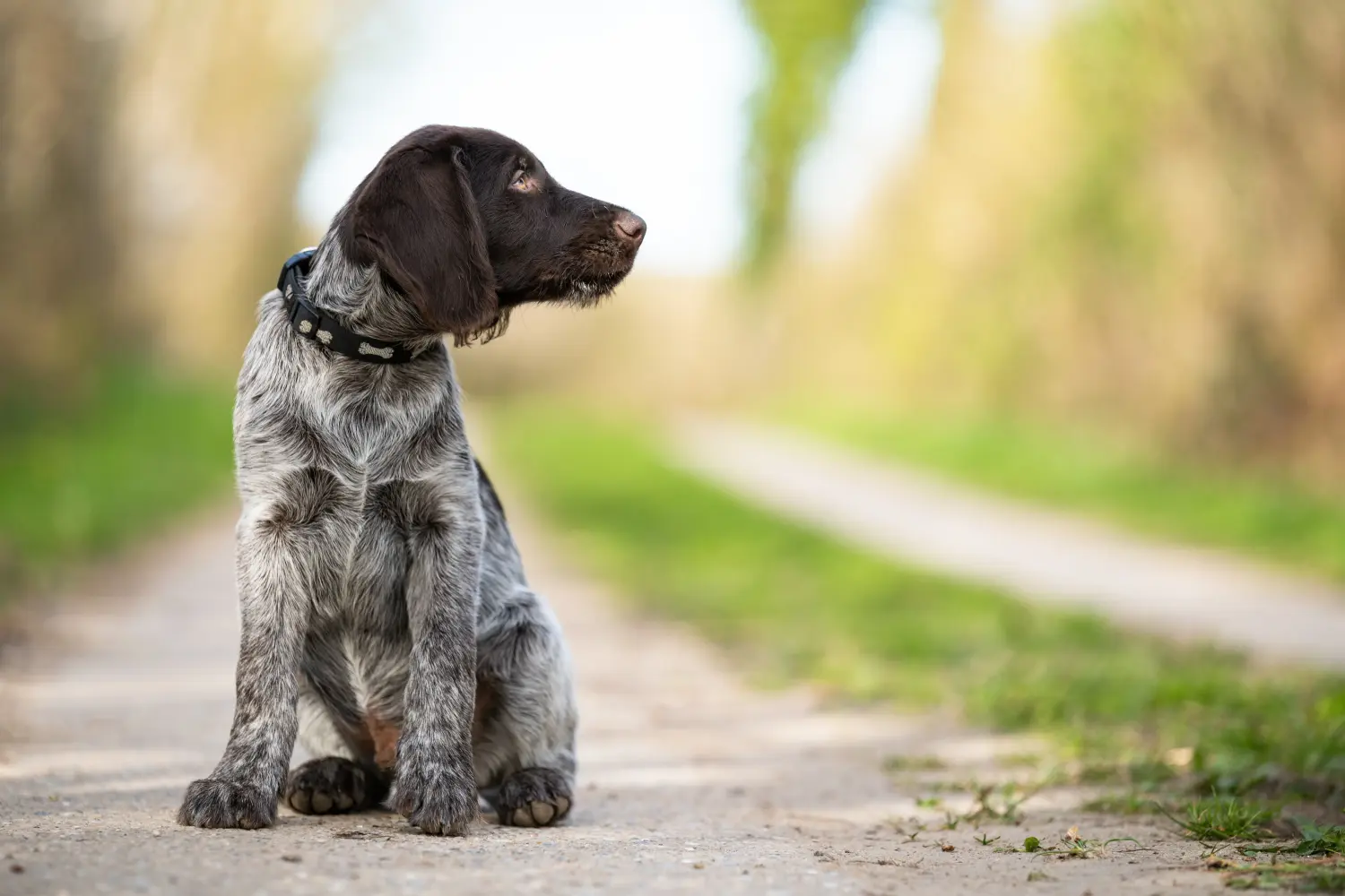 Bir Alman Tel Tüylü yavru köpek satın almak sorumluluk almak demektir! Alman Wirehaired yavru köpek satın alın.