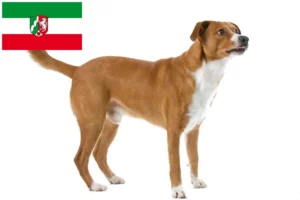 Read more about the article Kuzey Ren-Vestfalya’da Avusturya Pinscher yetiştiricisi ve yavru köpekler