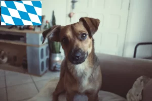Read more about the article Bavyera’da Avusturya Pinscher yetiştiricisi ve yavru köpekler