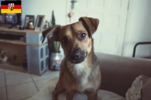 Read more about the article Saarland’da Avusturya Pinscher yetiştiricisi ve yavru köpekler