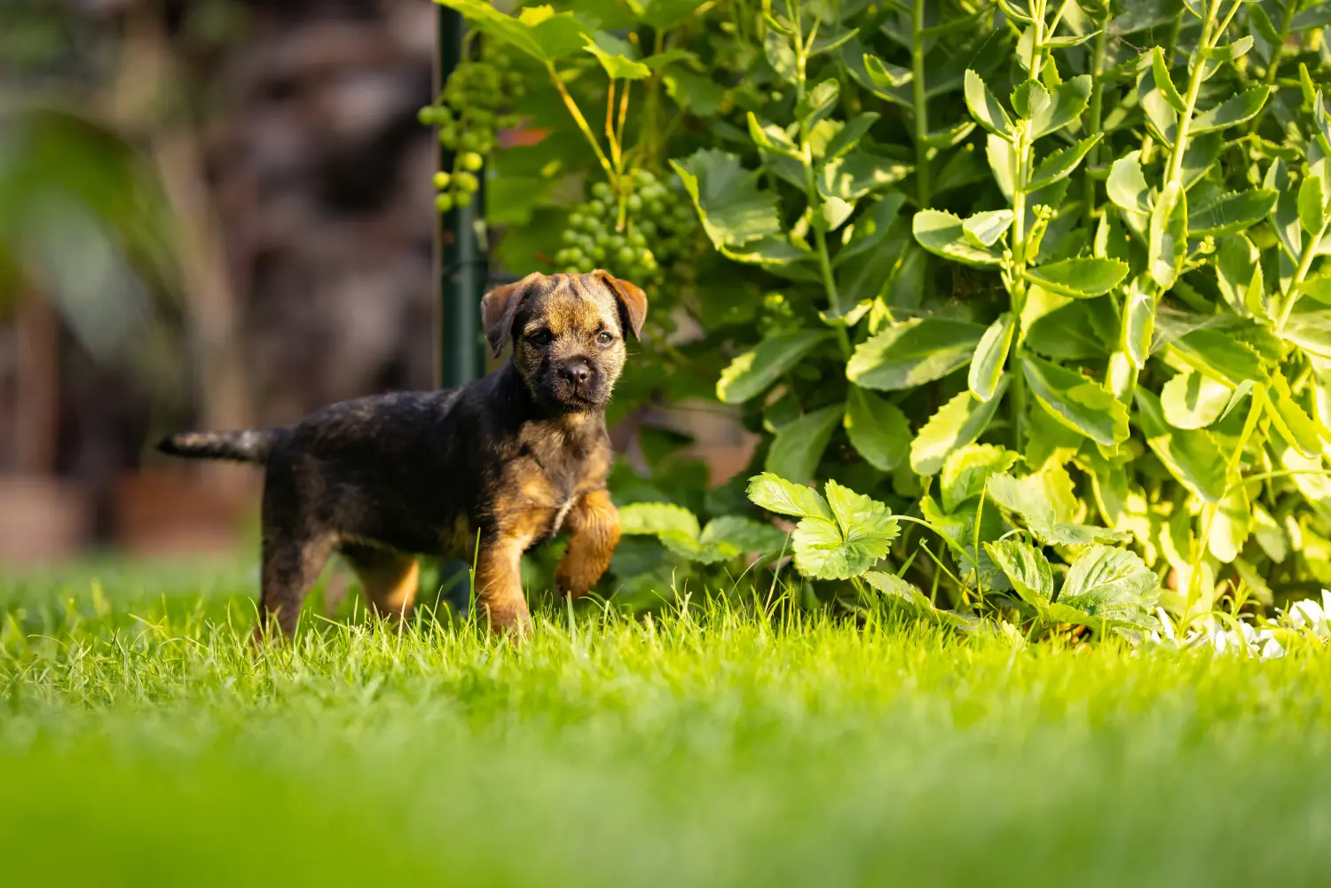Bir Border Terrier yavrusu satın almak sorumluluk almak demektir! Border Terrier yavruları satın alın.