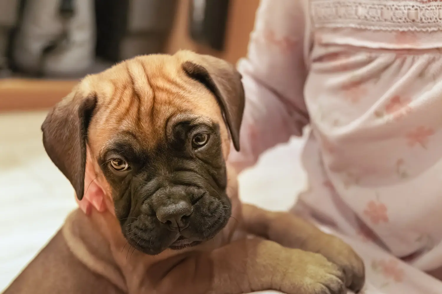 Bir Bullmastiff yavrusu satın almak sorumluluk almak demektir! Bullmastiff yavruları satın alın.