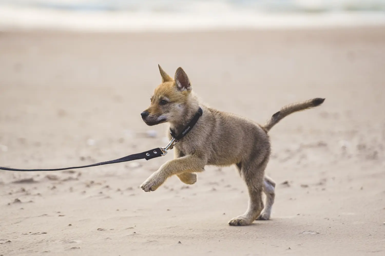 Bir Çekoslovak Kurt Köpeği yavrusu satın almak sorumluluk almak demektir! Çekoslovak Kurt Köpeği yavruları satın alın.