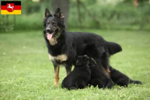 Read more about the article Aşağı Saksonya’da Chodský pes yetiştiricileri ve köpek yavruları