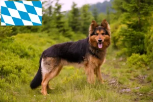 Read more about the article Bavyera’da Chodský pes yetiştiricileri ve köpek yavruları