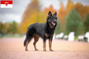 Read more about the article Brandenburg’da Chodský pes yetiştiricileri ve köpek yavruları