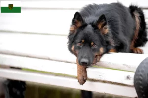 Read more about the article Saksonya’da Chodský pes yetiştiricileri ve köpek yavruları