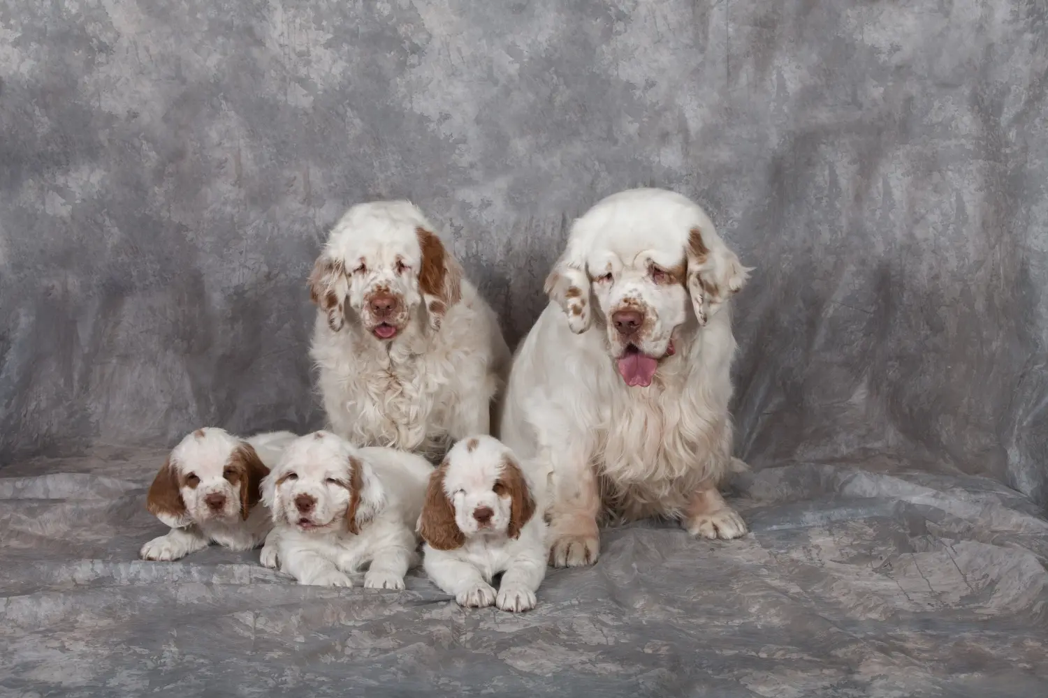 Bir Clumber Spaniel yavrusu satın almak sorumluluk almak demektir! Clumber Spaniel yavru köpek satın alın.