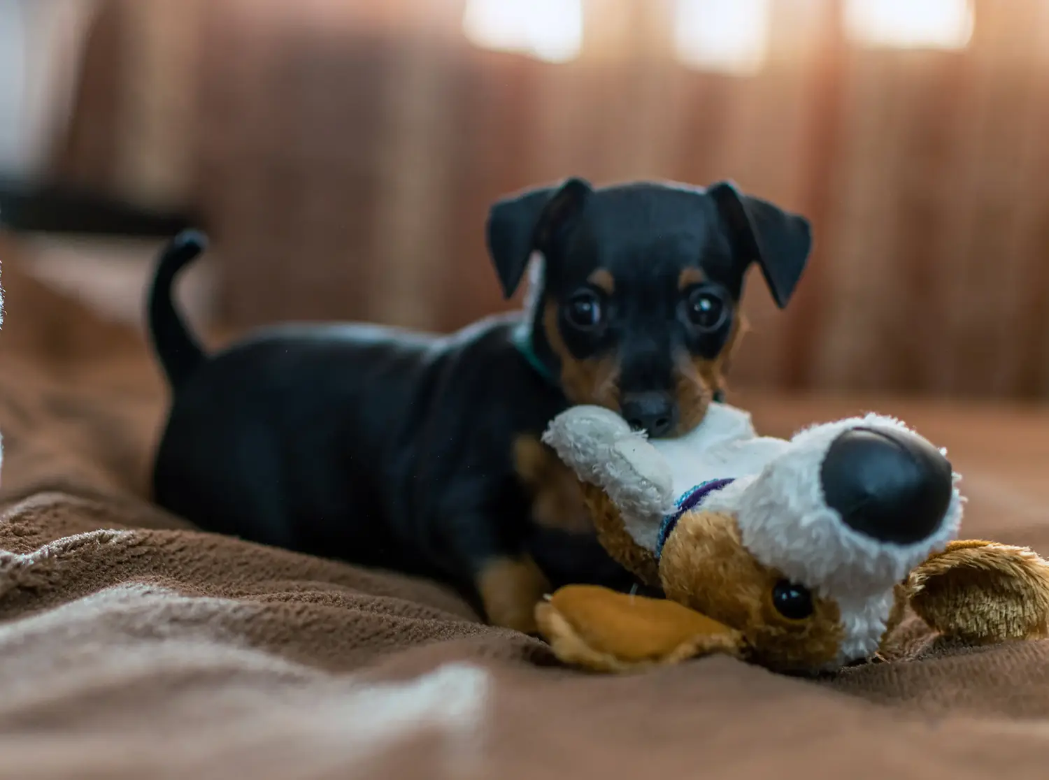 Minyatür Pinscher yavrusu satın almak sorumluluk almak demektir! Minyatür Pinscher yavruları satın alın.