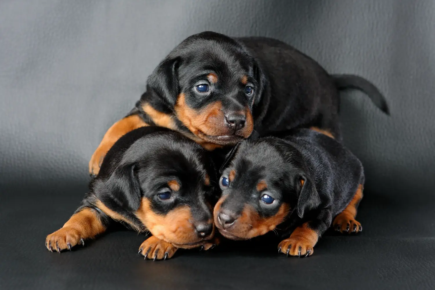 Minyatür Pinscher yavrusu satın almak sorumluluk almak demektir! Minyatür Pinscher yavruları satın alın.