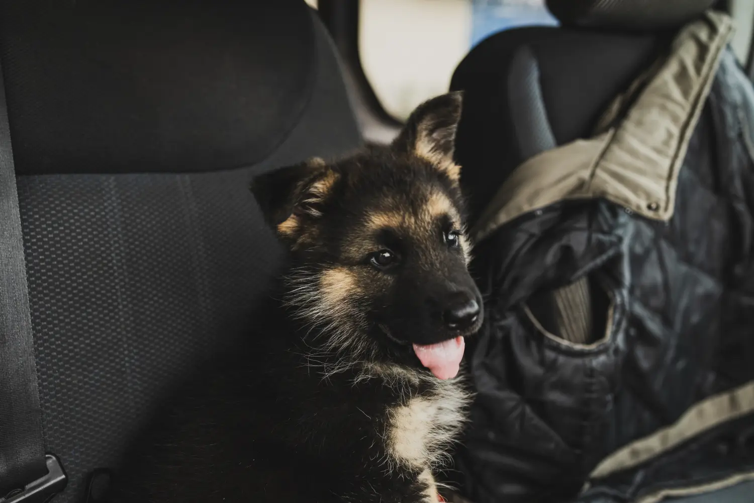Doğu Avrupa Çoban köpeği yavrusu satın almak sorumluluk almak demektir! Doğu Avrupa Çoban köpeği yavruları satın alın.