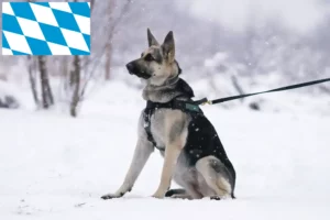 Read more about the article Bavyera’da Doğu Avrupa Çoban Köpeği Yetiştiricisi ve Yavruları