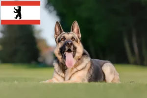 Read more about the article Berlin’de Doğu Avrupa Çoban Köpeği Yetiştiricisi ve Yavruları