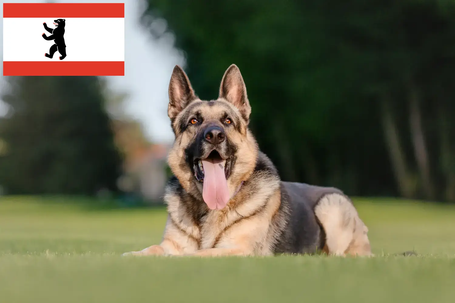Read more about the article Berlin’de Doğu Avrupa Çoban Köpeği Yetiştiricisi ve Yavruları