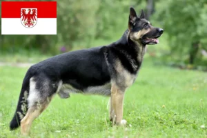 Read more about the article Brandenburg’da Doğu Avrupa Çoban Köpeği Yetiştiricisi ve Yavruları