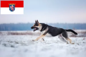 Read more about the article Hessen’de Doğu Avrupa Çoban Köpeği Yetiştiricisi ve Yavruları