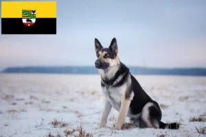 Read more about the article Saxony-Anhalt’da Doğu Avrupa Çoban Köpeği Yetiştiricisi ve Yavruları