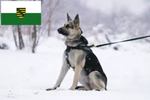 Read more about the article Saksonya’da Doğu Avrupa Çoban Köpeği Yetiştiricisi ve Yavruları