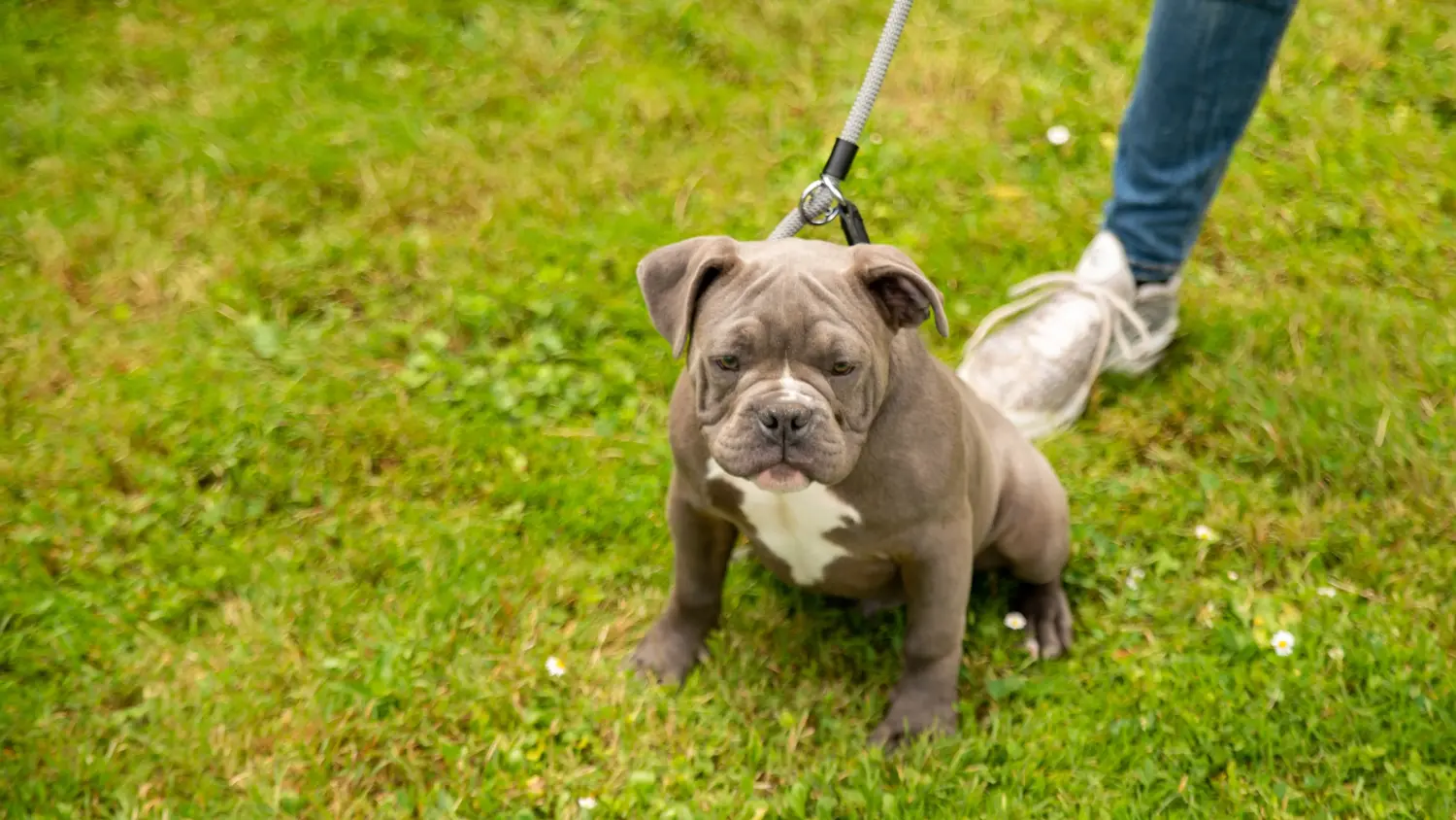 Bir Olde English Bulldog yavrusu satın almak sorumluluk almak demektir! Olde English Bulldog yavruları satın alın.